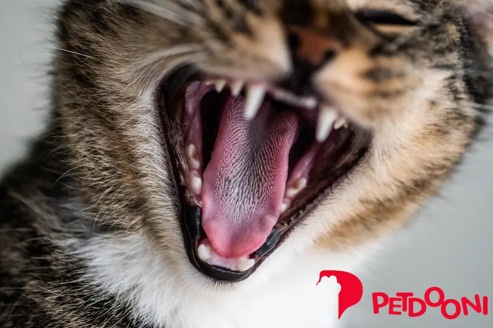 غذای گربه و سگ | 6 خوراکی باعث مرگ حیوان خانگی می شود! | پت شاپ آنلاین پت دونی